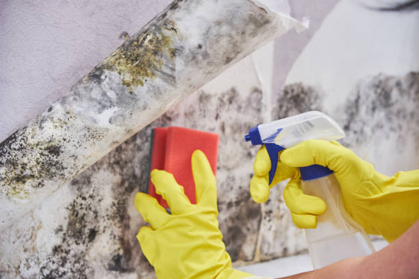 Why You Should Choose Our Mold Remediation Services in Crompond, NY